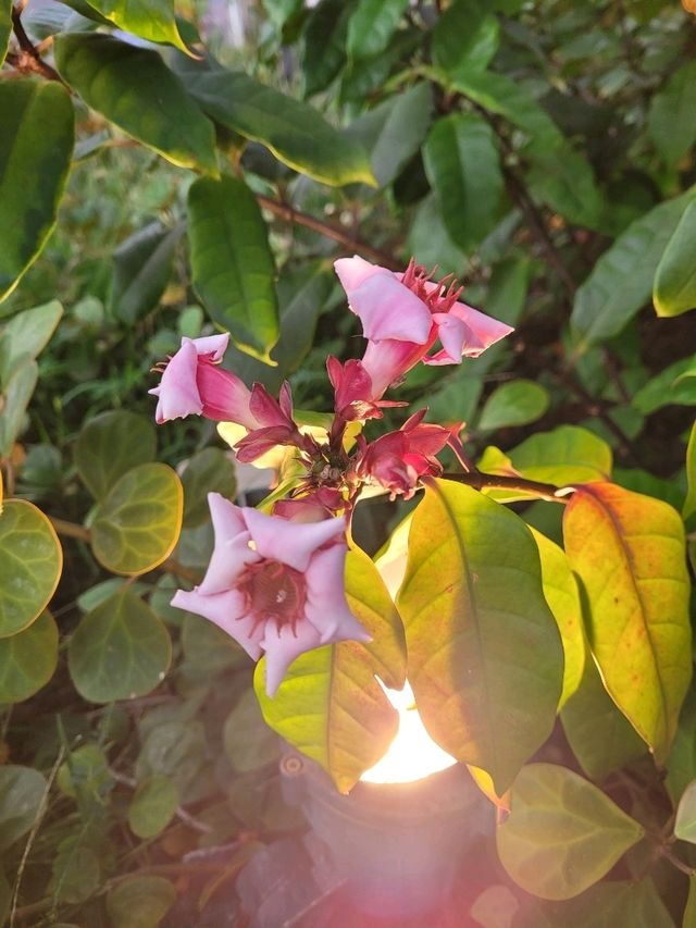 Summer in bloom in Sentosa Central Bazaar