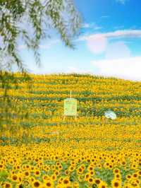 🌻 誤闖梵高的油畫｜芸上梯田向日葵花海指南