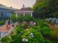 What a nice season to visit Jangsaengpo Hydrangea Festival