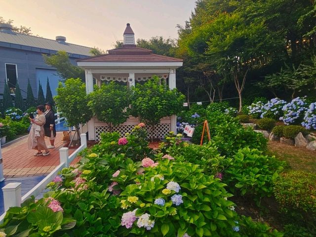 What a nice season to visit Jangsaengpo Hydrangea Festival