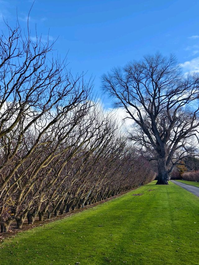 Fresh Picks and Fruity Treats at Jackson Orchard