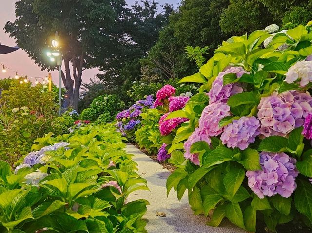 The decoration of blossoming hydrangeas at Jangsaengpo