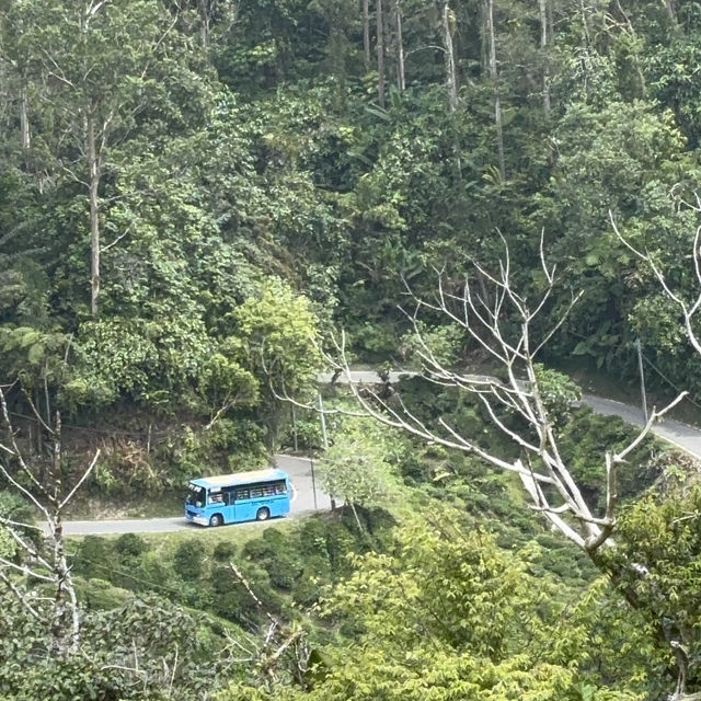 unique experience in a tea plantation & less crowd too!