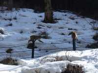 🐒 Jigokudani Yaen-Koen – A Snow Monkey Experience Worth the Hike