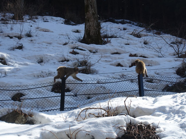 🐒 Jigokudani Yaen-Koen – A Snow Monkey Experience Worth the Hike