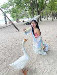 หาดเทียนเกาะล้านที่ไม่ควรพลาด น้องห่านน่ารัก