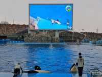 【名古屋港水族館】親子必訪行程推薦｜海豚表演、白鯨、虎鯨一次看