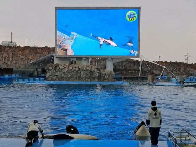 【名古屋港水族館】親子必訪行程推薦｜海豚表演、白鯨、虎鯨一次看