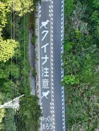 【森の息吹を感じる旅】沖縄の秘境「やんばるの森」で自然とふれあう