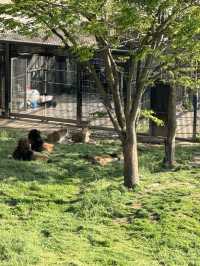 首爾動物園怎麼玩？韓國親子旅遊神景點🎠