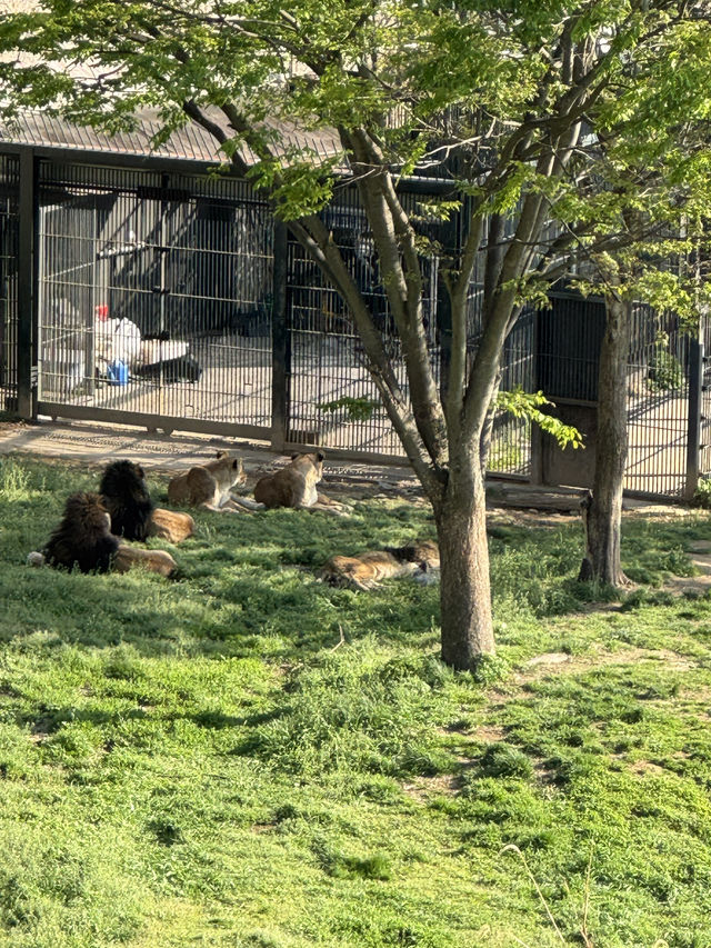 首爾動物園怎麼玩？韓國親子旅遊神景點🎠