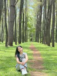 จุดที่ต้องแวะถ่ายรูปเมื่อมาเชียงใหม่  สวนสนแม่แตง