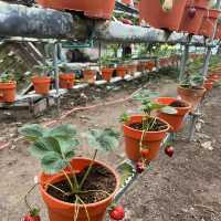 Strawberry farm at Cameron Highland 