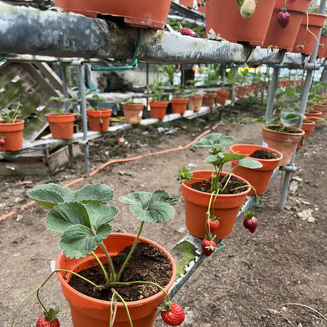 Strawberry farm at Cameron Highland 