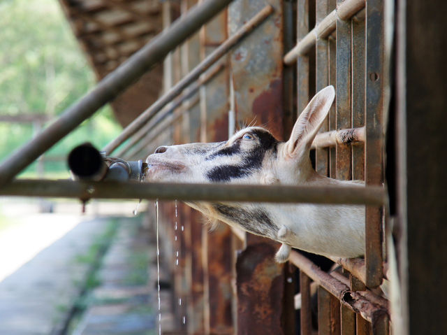 🐐 Goat Encounters & Fresh Milk Delights at Hay Dairies!