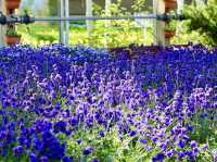 🌸 Lavender Dreams at Farm Tomita