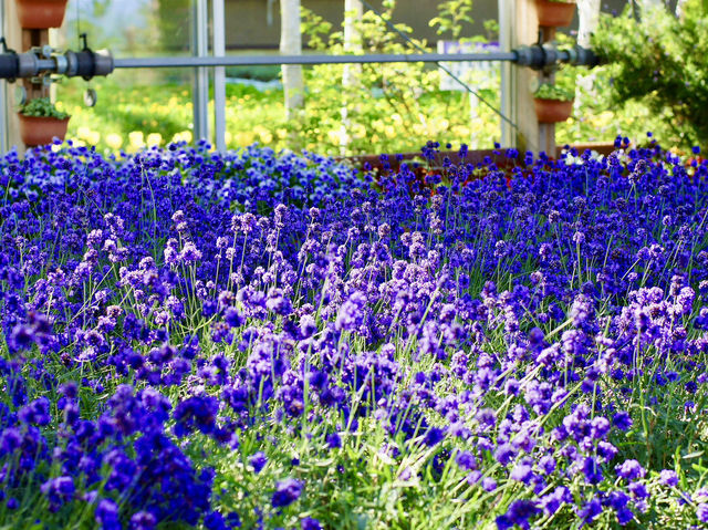 🌸 Lavender Dreams at Farm Tomita