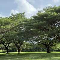 ต้นจามจุรียักษ์ พังงา 🌳