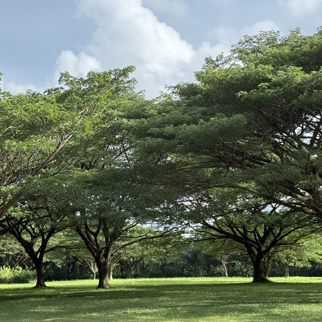 ต้นจามจุรียักษ์ พังงา 🌳