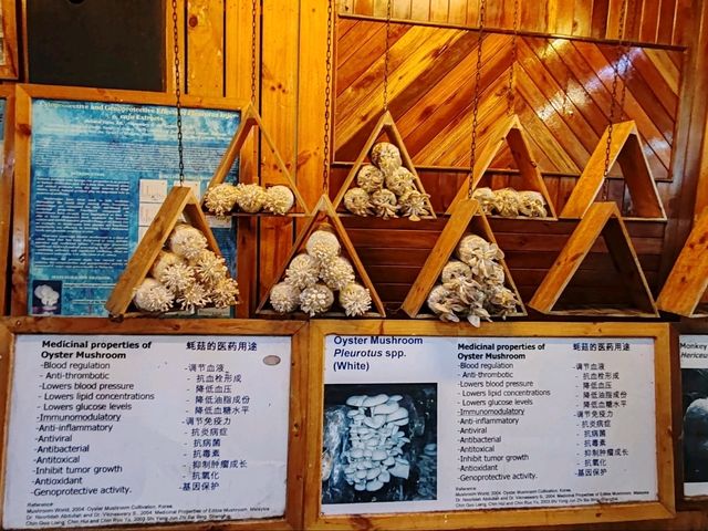 Exploring Gano Farm: A Wonderful World of Mushrooms