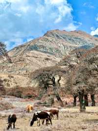 Getting Lost (in the Best Way) in Shannan