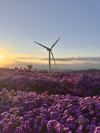 能欣賞到宛如國外美景的紫色波浪