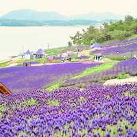 🌙💙 *Banwol Island (반월도): Korea’s Dreamy "Half-Moon" Purple Paradise* 🏝️🌸