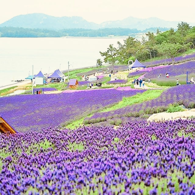 🌙💙 *Banwol Island (반월도): Korea’s Dreamy "Half-Moon" Purple Paradise* 🏝️🌸