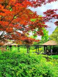 Wandering Through West Lake's Emerald Labyrinth