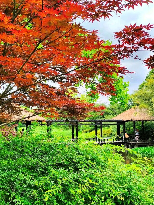 Wandering Through West Lake's Emerald Labyrinth