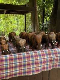 ปางช้างแม่สา🐘🍃