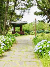 A Historic Site Where Jeju's Founding Legend Began, Adorned by Hydrangeas