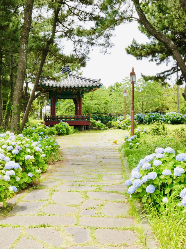 A Historic Site Where Jeju's Founding Legend Began, Adorned by Hydrangeas