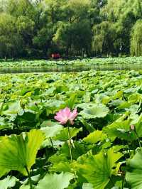 Summer Serenity at Yuanmingyuan: A Lotus Paradise