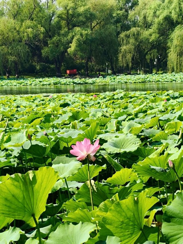 Summer Serenity at Yuanmingyuan: A Lotus Paradise
