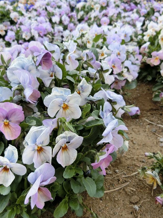 四季折々の花や動物と触れ合える！大人から子供まで楽しめるマザー牧場😍🫶