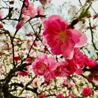 🌸都心の隠れ花見スポット：モモと桜が重なる早稲田鶴巻町🌸