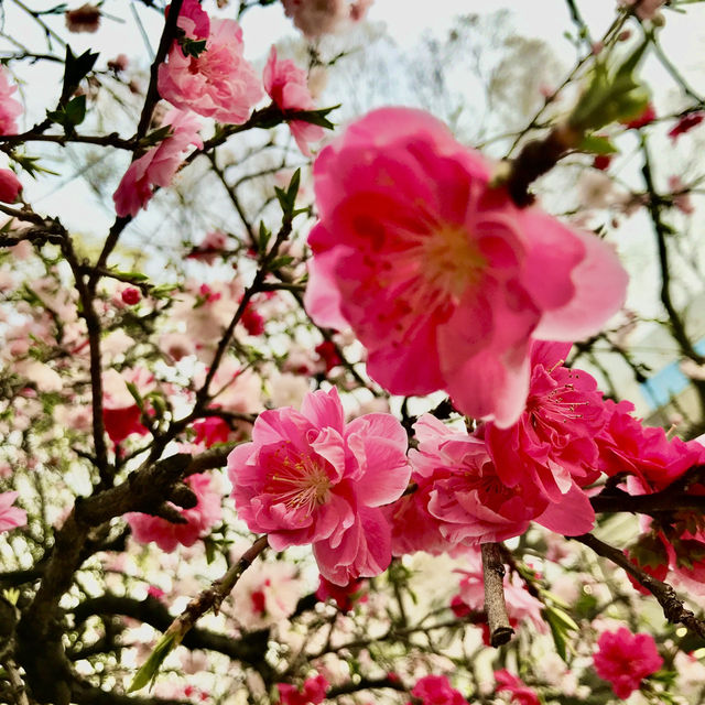 🌸都心の隠れ花見スポット：モモと桜が重なる早稲田鶴巻町🌸