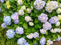 薔薇と紫陽花の季節に横浜女子旅