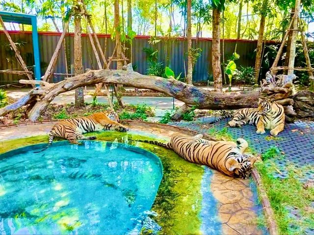 與猛獸近距離接觸的芭提雅老虎園 Tiger Park Pattaya