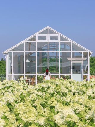 (Real-time) Toseong Village, a cafe in Cheongju filled with pure white hydrangeas in full bloom🤍