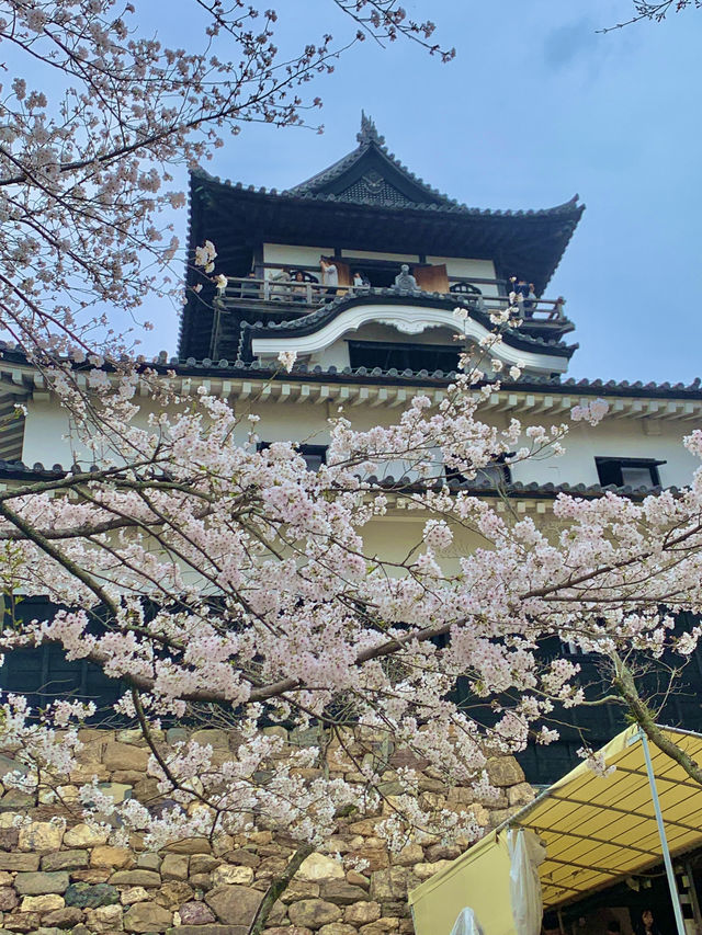 🏯 이누야마성에서 만난 일본 전통 감성 🌿