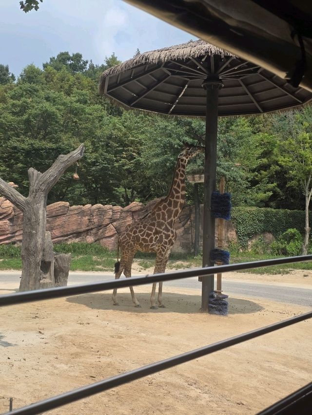 즐거움이 가득한 에버랜드 동물원