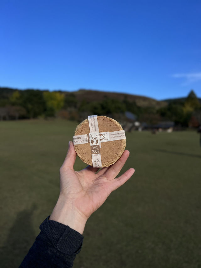 🦌 Day Trip to Nara – Gardens, Deer & Matcha 🍦