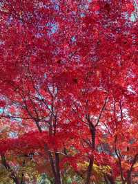 Maple Magic🍁