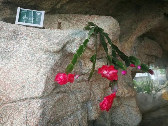 佐敦谷公園|仙人掌低調開花奇蹟💫城市秘境賞花新體驗! 佐敦谷公園|仙人掌低調開花奇蹟💫城市秘境賞花新體驗!