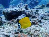 ดำน้ำลึกกับ Chumphon Diving Center 