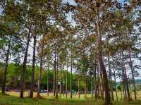 ทุ่งหญ้าสะวันนาแห่งเมืองไทย ทุ่งแสลงหลวง เพชรบูรณ์