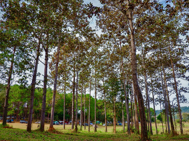 ทุ่งหญ้าสะวันนาแห่งเมืองไทย ทุ่งแสลงหลวง เพชรบูรณ์