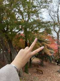  🍁 자산공원 가을 여행 🍁